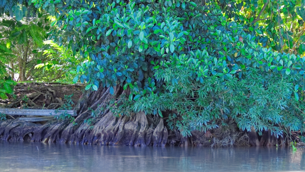 25 - Tortuguero NP (14).jpg